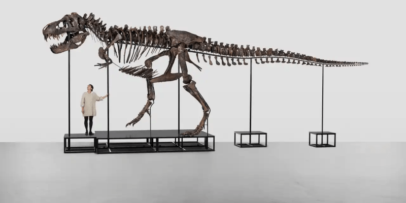 Тираннозавры могли быть значительно крупнее, чем считалось ранее